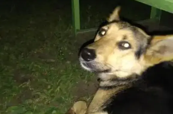 Найдена собака на 27-й Северной, нужен дом