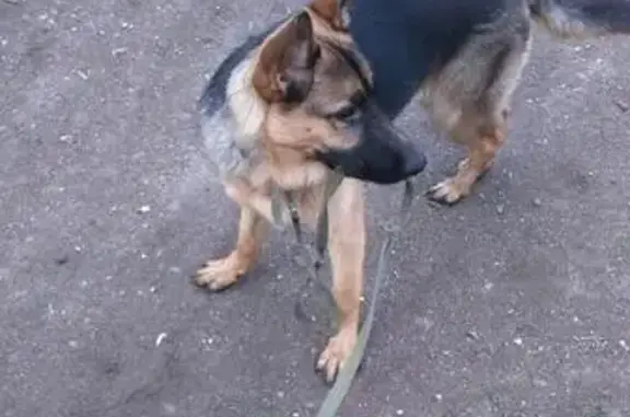 Пропала собака в Магнитогорске на ул. Корсикова