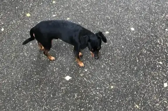 Найдена собака на улице Котовского