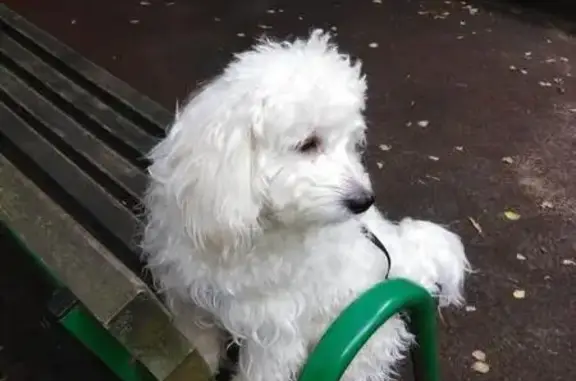 Пропала собака в парке Сокольники (Москва)