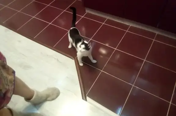 Кошки потеряшки, Кулаевское, фото: Потеряшка кошка с большим пятном в СНТ Нива, РТ