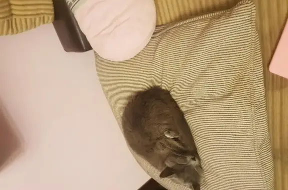 Пропала кошка в Химках, возможны проблемы с лапками