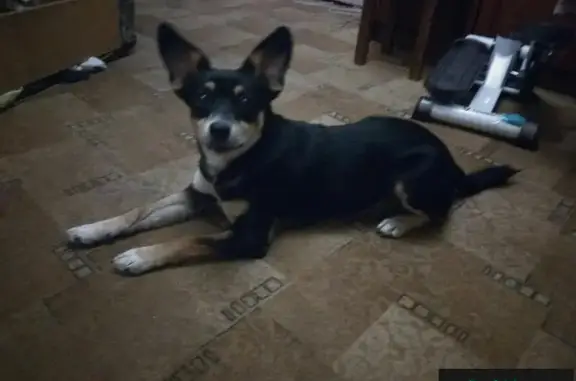 Найдена собака на Каштановой Аллее в Калининграде