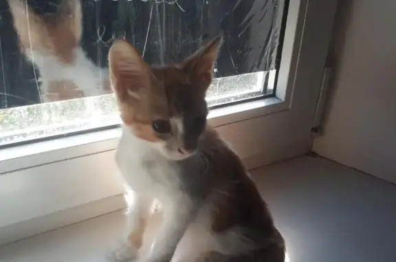 Милый котенок ищет дом в Ростове