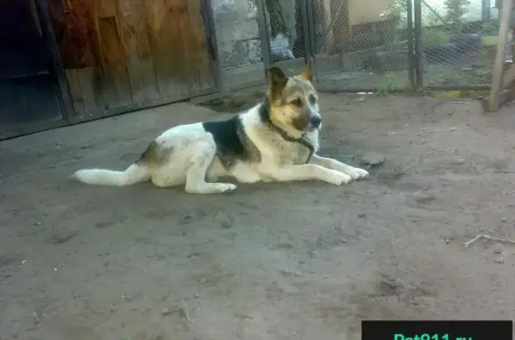 Пропала собака Ляля в Ангарске, помогите найти!