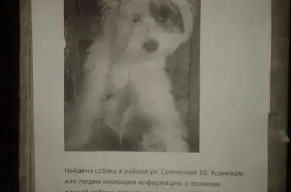 Найдена собака в г. Северск, контакт #потеряшки_БФЗоозащита
