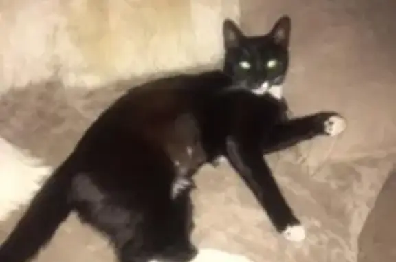 Пропала кошка Люся в деревне Афинеево, Московская область