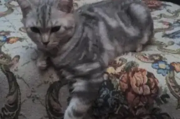 Пропала кошка в Нальчике, район Стрелка, пересечение Идарова и Северной