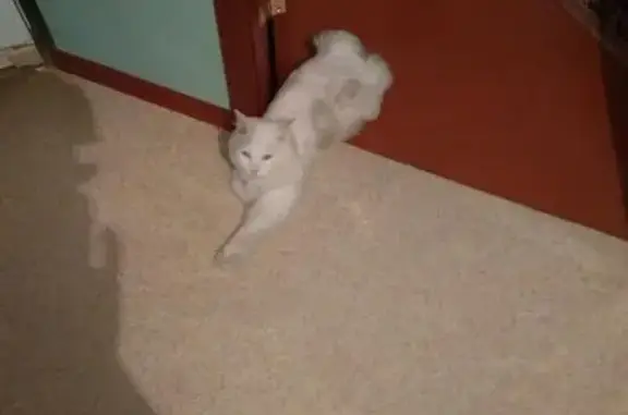 Потерялась белая кошка в поселке Крекшино, Москва