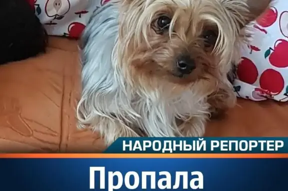 Пропала собака в Старосоленом, переулок Шмутовой