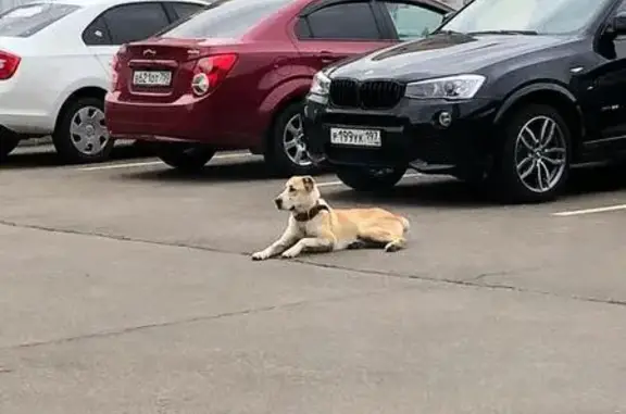 Собака найдена в Мытищах, деревня Сгонники