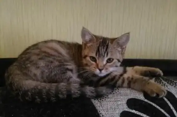 Найдена беременная кошка и ее котята в Барнауле