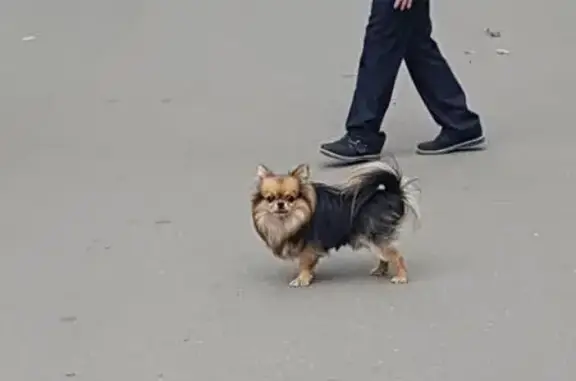 Пропала собака Марсик, фото в Северном АО Москвы