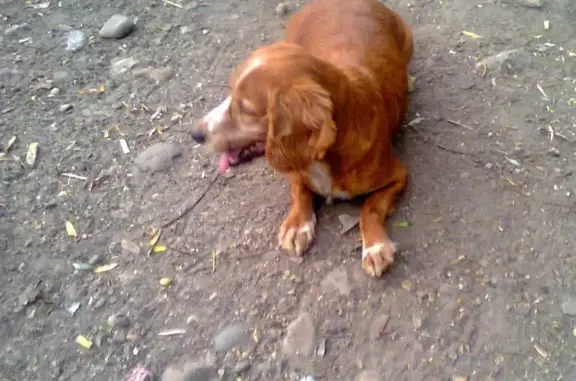 Найдена собака в Мостовском районе Краснодарского края