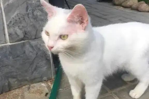 Найдена хромая белая кошка на Балтийской улице, СПб