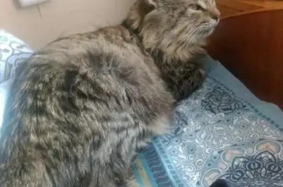 Пропала кошка на улице Тихонова, Йошкар-Ола
