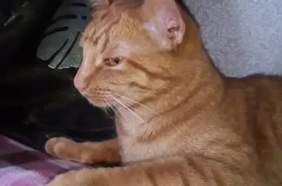 Кошки потеряшки, Нижеры, фото: Потеряшка кошка в деревне Нижеры, Чувашская Республика