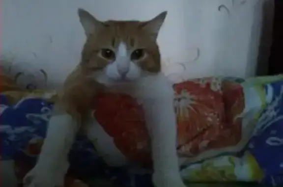 Кошки потеряшки, Нижний Новгород, фото: Потеряшка кошка в Автозаводском районе, дом 46а на Южном шоссе