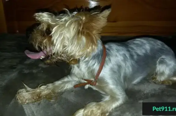 Собака найдена в Волгодонске, Ростовская область