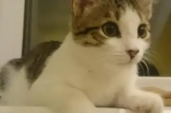 Пропала кошка в Дубках, Московская область