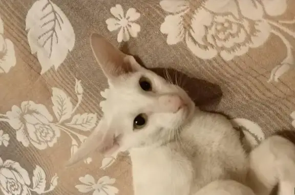 Найдена белая ориентальная кошка на ул. Сергия Радонежского в Москве