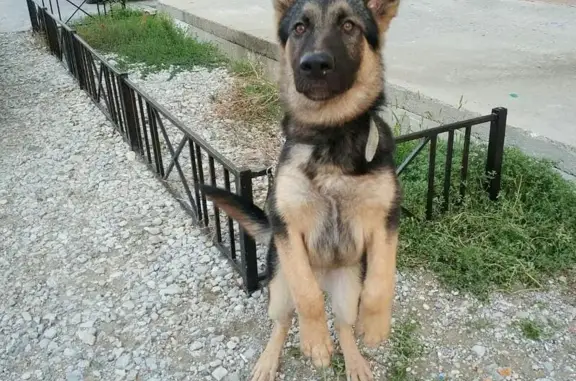 Найдена собака на ул. Сурикова в Геленджике