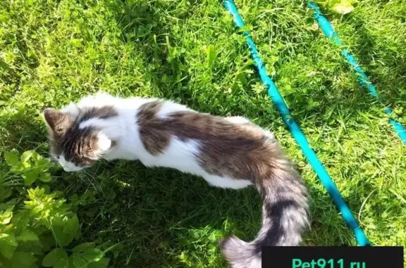 Пропала кошка в районе СНТ ОЗЕРО НЕРСКОЕ (Лобня) - вознаграждение