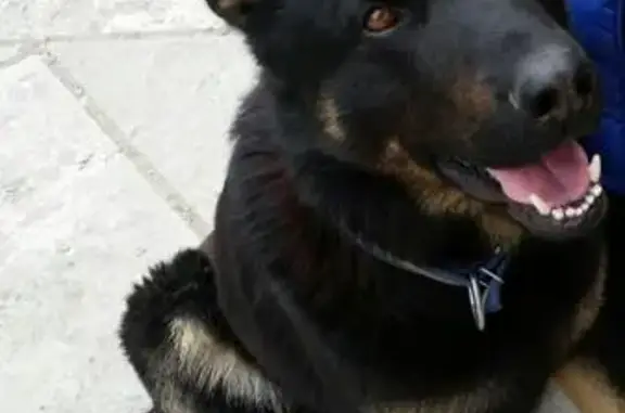 Пропала собака в Новолуговом, Новосибирская область