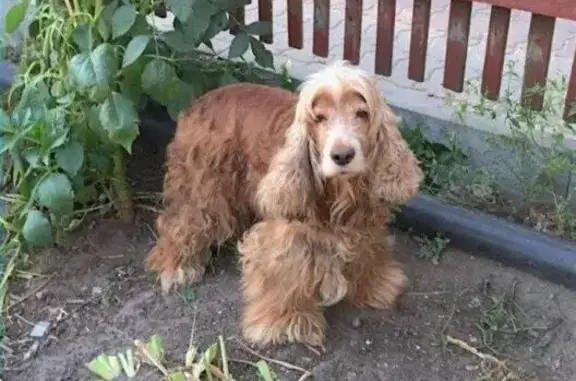 Пропала собака в Московской области, возле Ступино