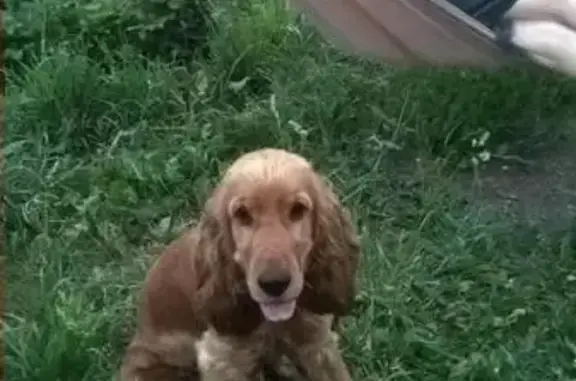 Пропала собака в селе Жуково, Республика Башкортостан