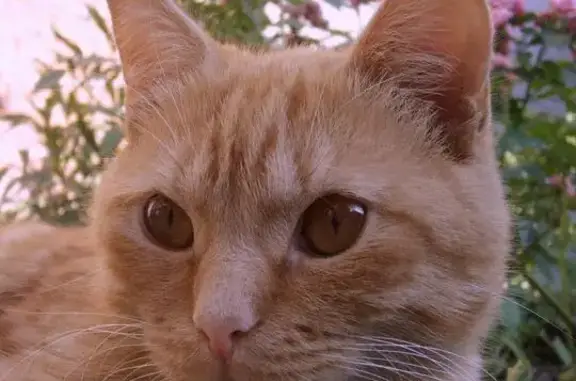 Пропал домашний рыжий кот на ул. Красноармейская, Новосибирск