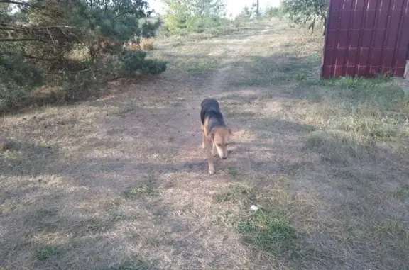 Найдена собака в селе Вербилово, Липецкая область