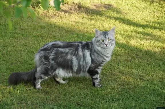 Пропала кошка в деревне Осеченки, Раменский район: вознаграждение гарантировано!