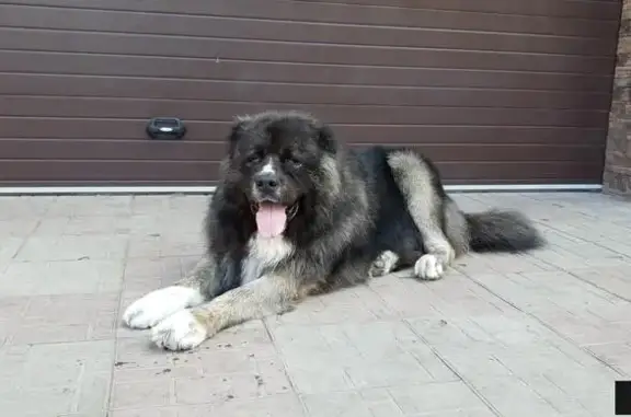 Собаки потеряшки, Овинный (снт), фото: Потеряшка крупная собака в СНТ Овинный, нужно лечение!