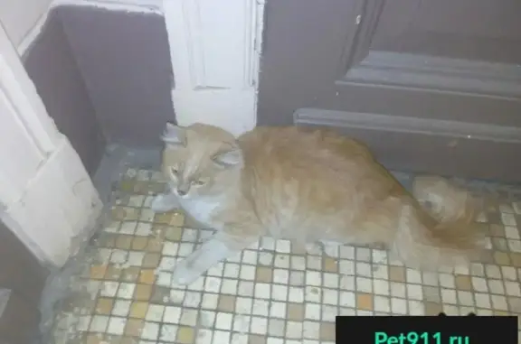 Пропала кошка у метро Кутузовская, найден персиковый кот.