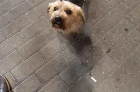 Найдена игривая кошка возле метро Коньково на Профсоюзной