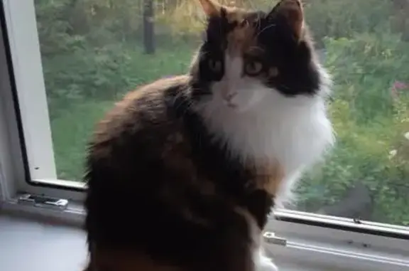 Кошки потеряшки, Маловишерское, фото: Потеряшка кошка после ДТП в Некрасово, Новгородская область