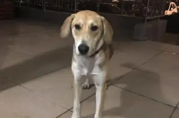 Найдена собака в Переделкино Ближнем, Москва.