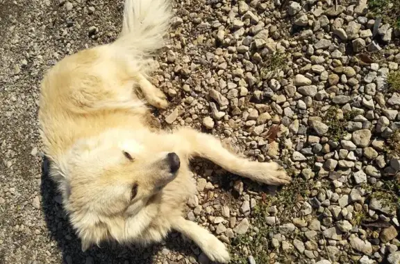 Собака Девочка ждет хозяев: Тула, Косая Гора, 114