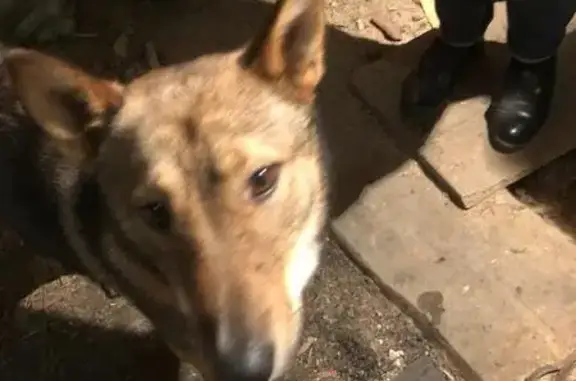 Найдена собака в Улан-Удэ, ищем хозяина!
