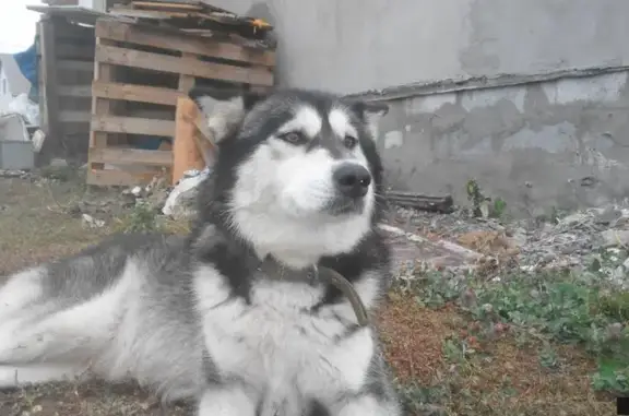 Собака найдена в Севрюково, Белгородская область