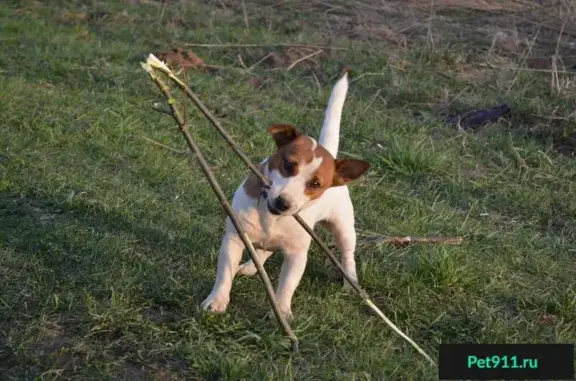 Пропала собака Ника в деревне Мишаки, Ярославская область
