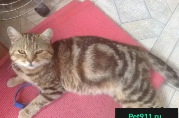 Пропала и найдена породистая кошка в Москве