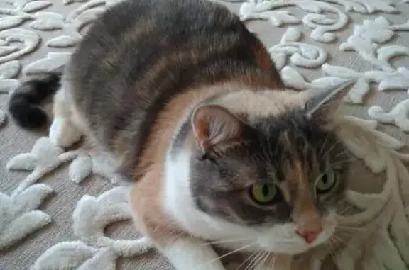 Кошки потеряшки, Большая Рязань, фото: Потеряшка кошка в Ставропольском районе, помогите найти!