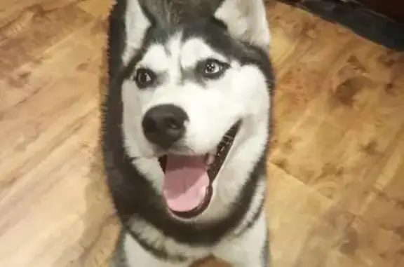Собака без ошейника найдена в Лобне, Московская область