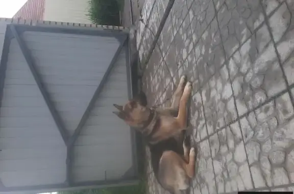 Пропала собака в Новосибирском районе, окрас чепрапчный, рост 50 см.