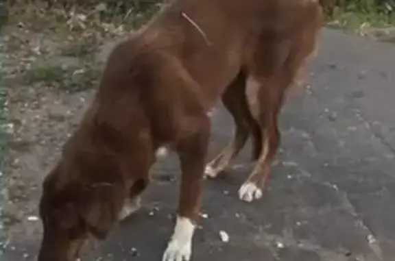 Пропала рыжая собака у КПП МЛРЗ, Перово, Москва