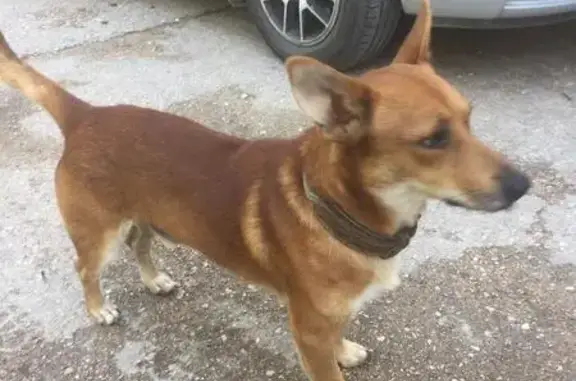 Собака потерялась в Севастополе на Малаховом кургане