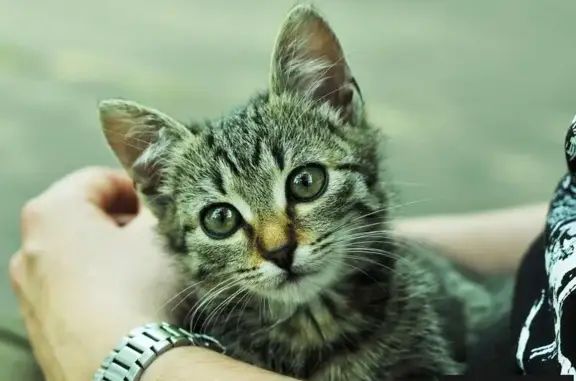 Найден котенок, ищет дом в Обнинске