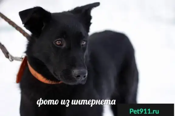 Найдена собака в Ломоносовском районе